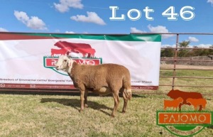 1 x Meatmaster Ram Pajomo Stud Breeders