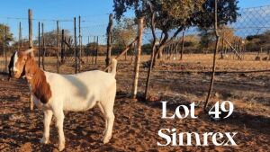 1 x Boer Goat Ewe SIMREX Stud