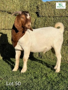 1 x Boer Goat Buck Khudiri Farms