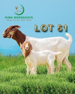 1 x Boer Goat Ewe + Kid RIMA Boer Goats