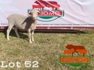 1 x White Head Dorper Ram Pajomo Stud Breeders