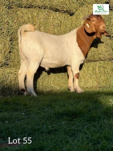 1 x Boer Goat Buck Khudiri Farms