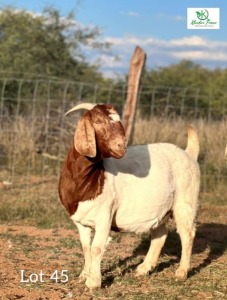 1 x Boer Goat Ewe Khudiri Farms