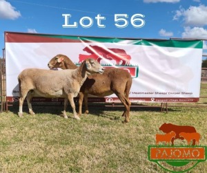 2 x Meatmaster Ewe Pajomo Stud Breeders (Pay per piece to take all in lot)