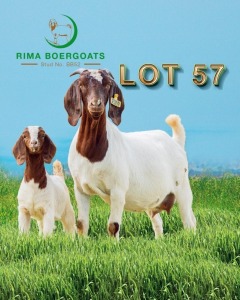 1 x Boer Goat Ewe + Kid RIMA Boer Goats