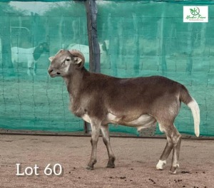 1 x Veldmaster Ram Khudiri Farms