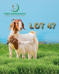 1 x Boer Goat Ewe + Kid RIMA Boer Goats