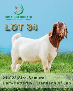 1 x Boer Goat Buck RIMA Boer Goats