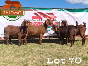 4 x Kalahari Red Ewe Pajomo Stud Breeders (Pay per piece to take all in lot)