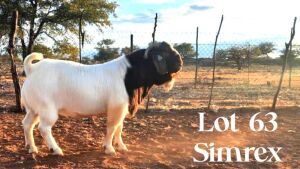 1 x Boer Goat Buck SIMREX Stud