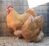 2X MALE+FEMALE BUFF ORPINGTON ZABO BOERDERY - CHRISTIAN VON WILLIG (Pay per Animal to take all in lot)