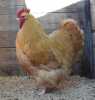 2X MALE+FEMALE BUFF ORPINGTON ZABO BOERDERY - CHRISTIAN VON WILLIG (Pay per Animal to take all in lot) - 2