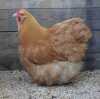 2X MALE+FEMALE BUFF ORPINGTON ZABO BOERDERY - CHRISTIAN VON WILLIG (Pay per Animal to take all in lot) - 3