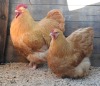 2X MALE+FEMALE BUFF ORPINGTON ZABO BOERDERY - CHRISTIAN VON WILLIG (Pay per Animal to take all in lot) - 4