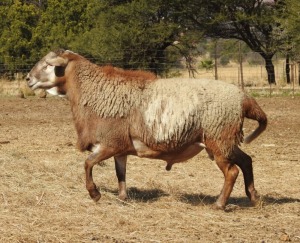 MOVED TO LOT 225 1X RAM MEATMASTER ZABO BOERDERY - CHRISTIAN VON WILLIG