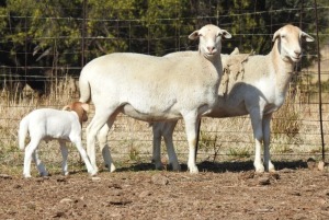 2X EWE MEATMASTER KRUIS ZABO BOERDERY - CHRISTIAN VON WILLIG(Pay per animal to take the lot)