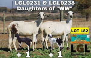 2+2X EWE DAMARA LGL FARMING CO - GERHARD LOURENS (Pay per Animal to take all in lot)