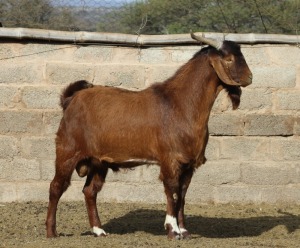 1X STUD RAM CAPE LOB EAR KRINKHOUT - NEELS NEL