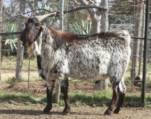 1X STOET RAM CAPE SKILDER KRINKHOUT - NEELS NEL