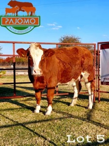 1 x Simmentaler Cow Pajomo Stud Breeders