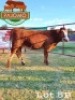 1 x Simmentaler Heifer Pajomo Stud Breeders