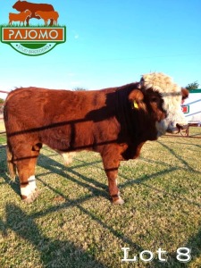 1 x Simmentaler Bull Pajomo Stud Breeders