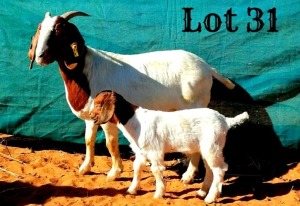 1 x Boer Goat Ewe SIMREX Stud