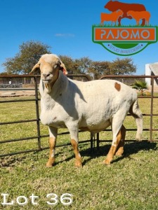 1 x Meatmaster Ram Pajomo Stud Breeders