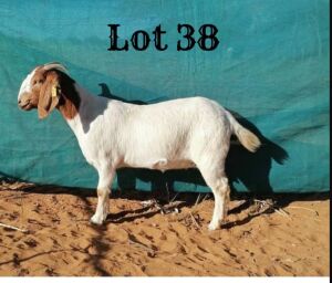 1 x Boer Goat Ewe Kebomokea Boer Goats & Doopers