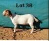 1 x Boer Goat Ewe Kebomokea Boer Goats & Doopers