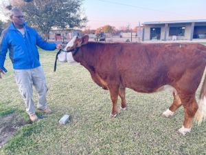 1 x Simmentaler Cow Seroojane Stud Breeders