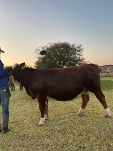 1 x Simmentaler Cow Seroojane Stud Breeders