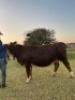1 x Simmentaler Cow Seroojane Stud Breeders