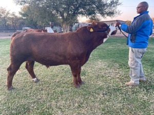 1 x Simmentaler Bull Seroojane Stud Breeders