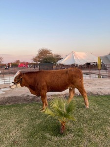 1 x Simmentaler Cow + Calf Seroojane Stud Breeders