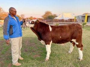 1 x Simmentaler Bull Seroojane Stud Breeders