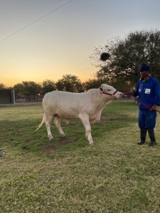 1 x Charolais Bull Seroojane Stud Breeders