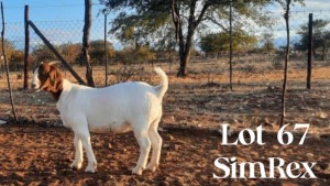 1 x Boer Goat Ewe SIMREX Stud