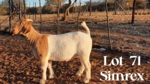 1 x Boer Goat Ewe SIMREX Stud