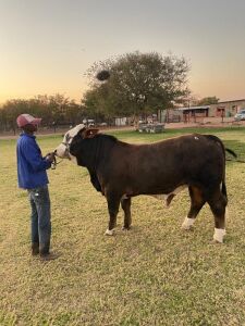 1 x Simbra Bull Seroojane Stud Breeders