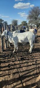 2 x Grey Brahman Heifer Seroojane Stud Breeders(Pay per animal to take all)