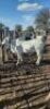 2 x Grey Brahman Heifer Seroojane Stud Breeders(Pay per animal to take all)