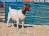 1X BOER GOAT DOE BIETJIE BERG BOERBOKKE