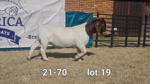 1X BOER GOAT BUCK BIETJIE BERG BOERBOKKE