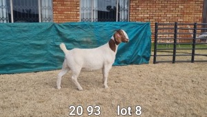 1X BOER GOAT DOE BIETJIE BERG BOERBOKKE