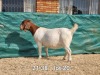 1X BOER GOAT DOE BIETJIE BERG BOERBOKKE