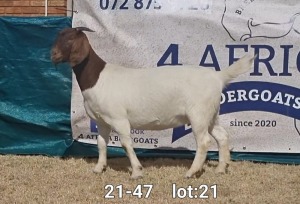 1X BOER GOAT DOE BIETJIE BERG BOERBOKKE