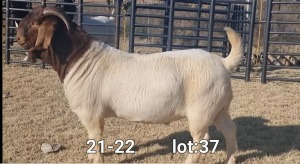 1X BOER GOAT BUCK BIETJIE BERG BOERBOKKE