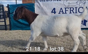 1X BOER GOAT DOE BIETJIE BERG BOERBOKKE