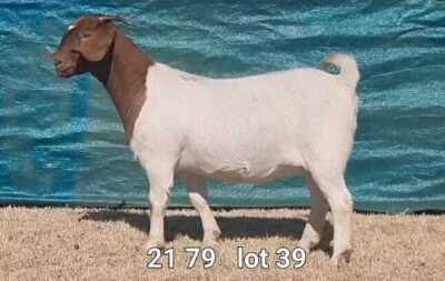 1X BOER GOAT DOE BIETJIE BERG BOERBOKKE